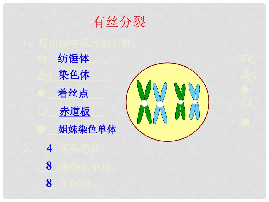 福建省泉州市十五中高中生物 2.1 减数分裂和受精作用课件 新人教版必修2_第4页