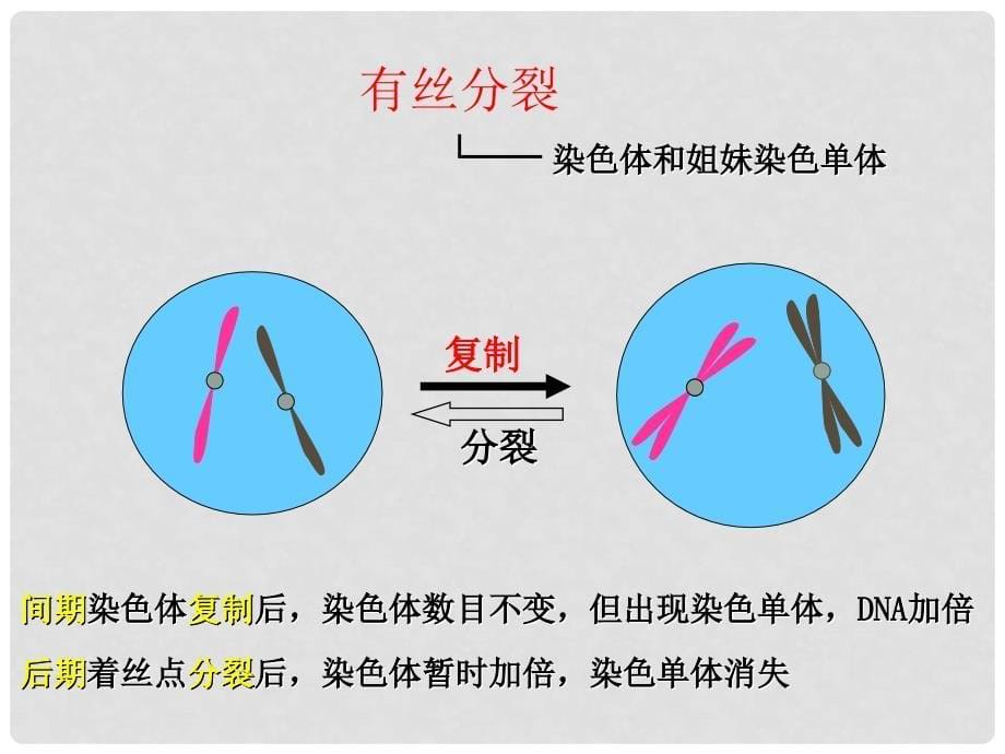 福建省泉州市十五中高中生物 2.1 减数分裂和受精作用课件 新人教版必修2_第5页