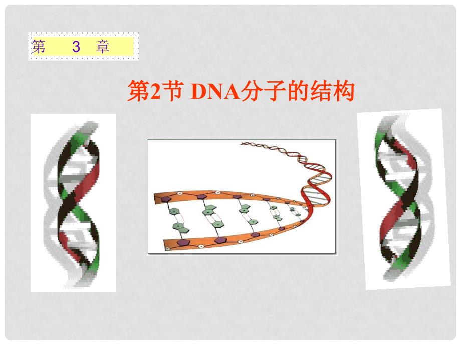 高中生物 第三章 基因的本质 3.2 DNA分子的结构课件 新人教版必修2_第2页