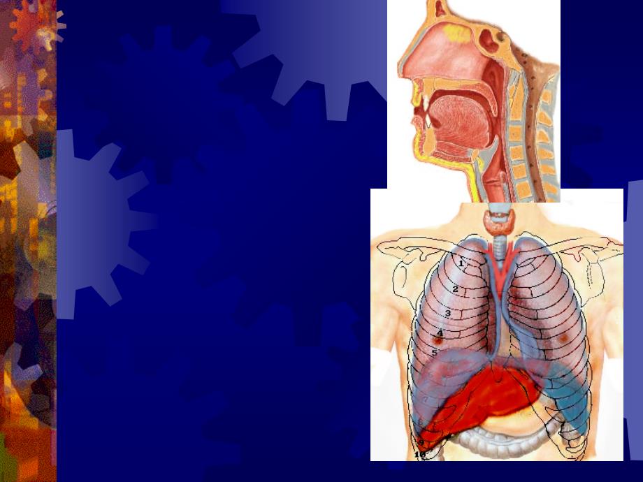 第二篇之第六章--呼吸系统课件_第4页
