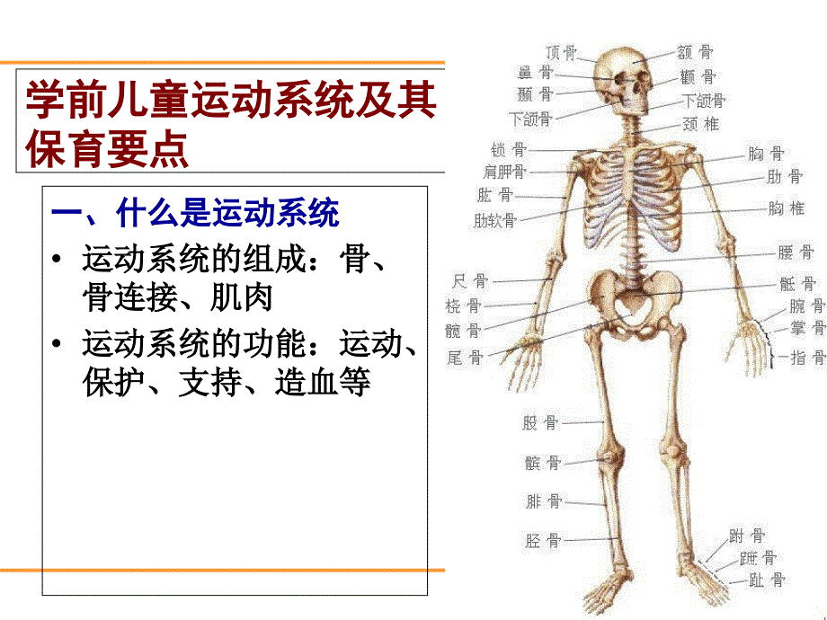 学前儿童生理发育特点及其保育要点_第3页