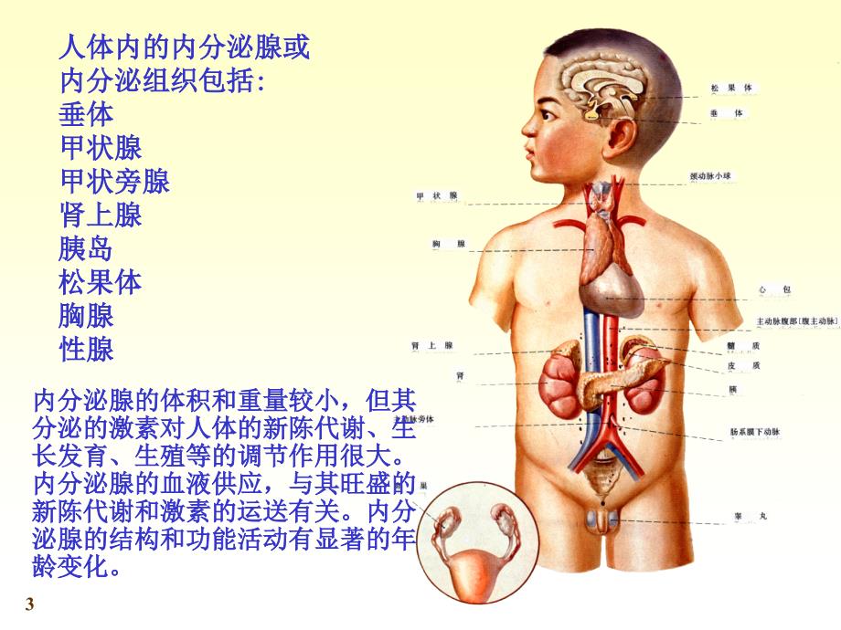 系统解剖学内分泌ppt课件_第3页