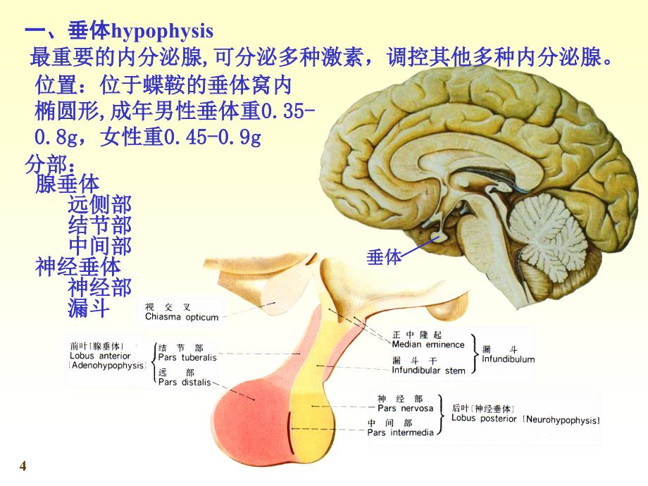 系统解剖学内分泌ppt课件_第4页