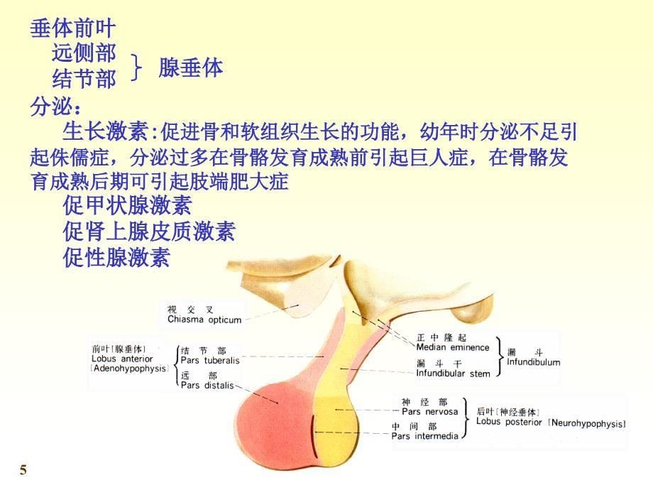 系统解剖学内分泌ppt课件_第5页