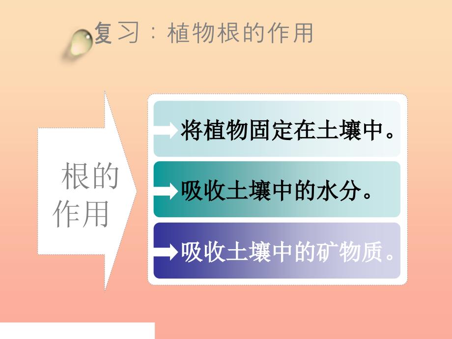 三年级科学下册植物的生长变化4种子变成了幼苗课件2教科版.ppt_第1页