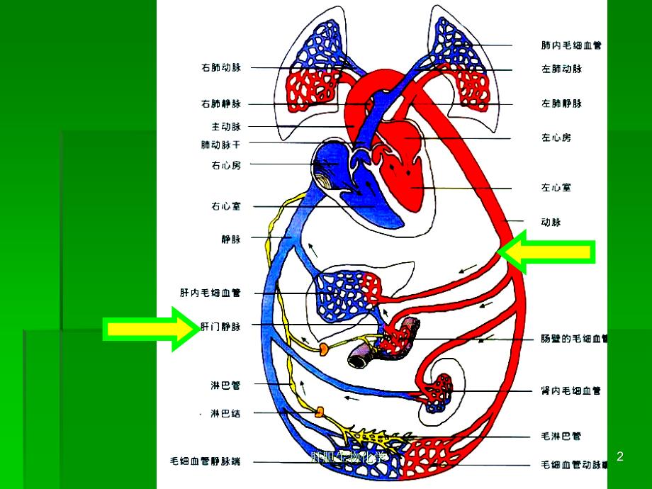 肝胆生物化学课件_第2页