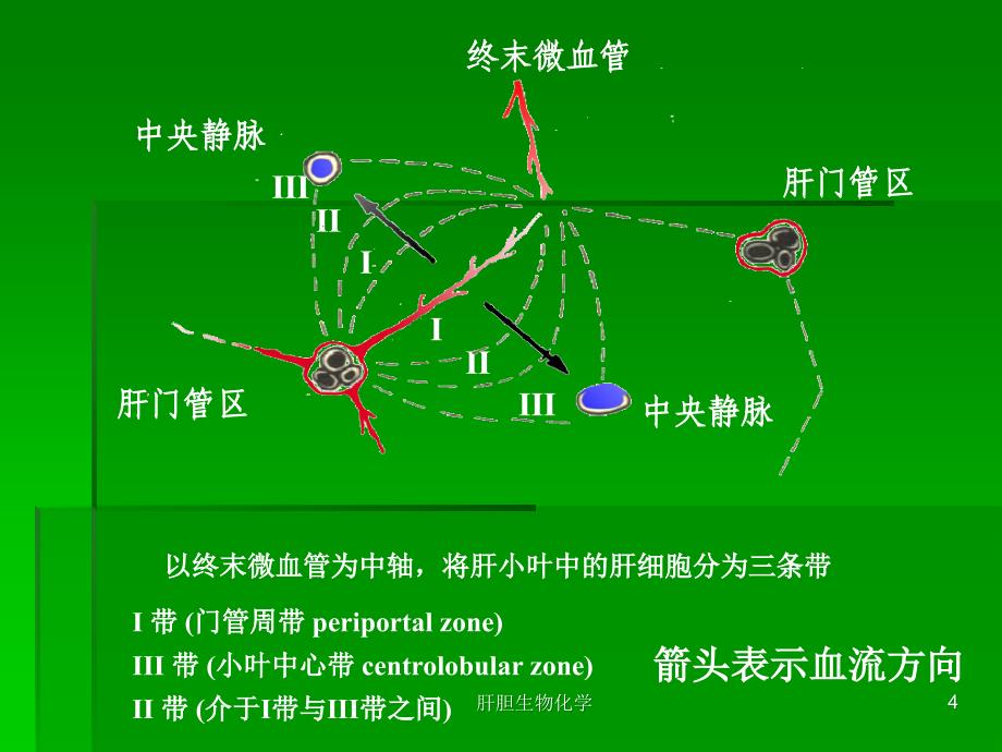 肝胆生物化学课件_第4页