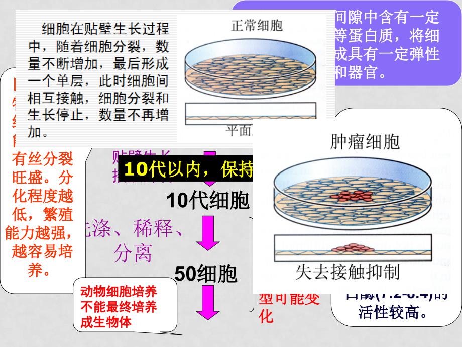 高中生物动物细胞工程课件_第3页