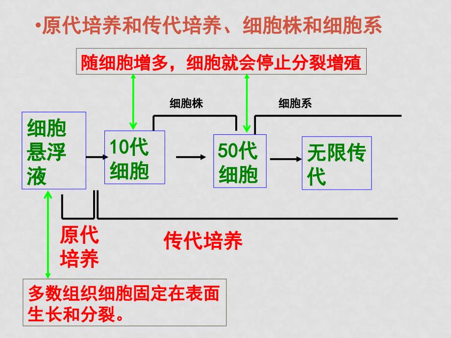 高中生物动物细胞工程课件_第4页