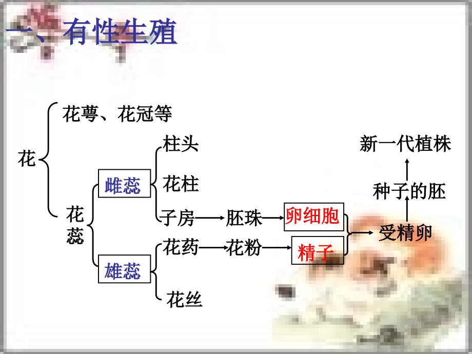 济南版初中生物八年级上册《绿色开花植物的一生》精品课件_第2页