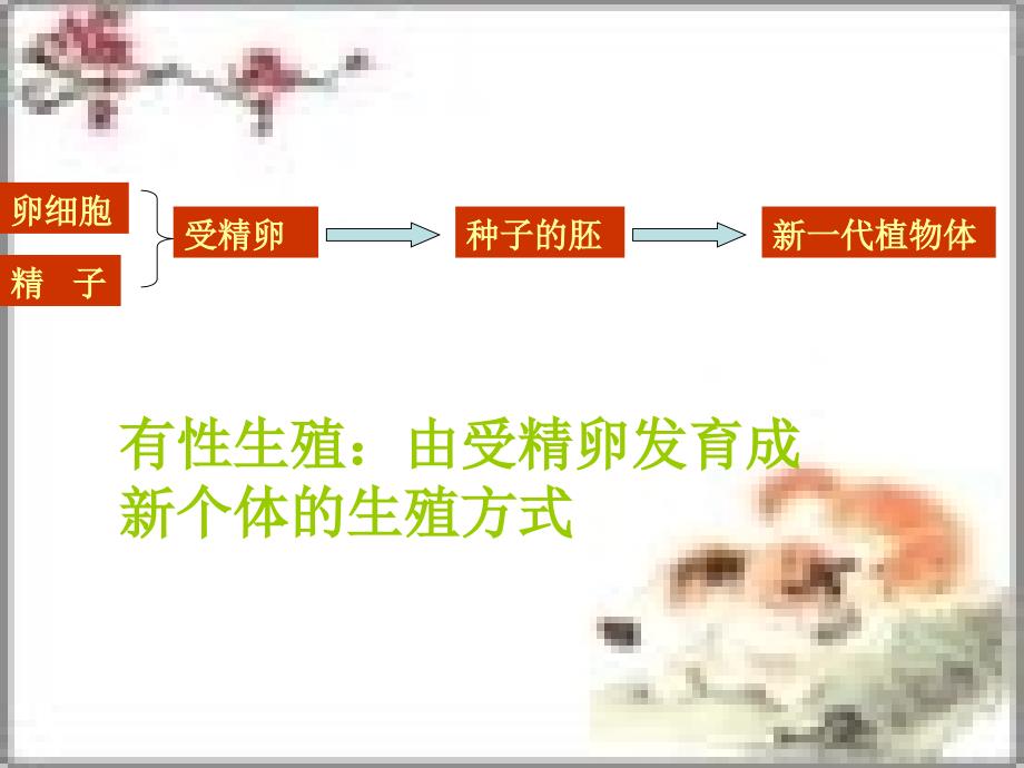 济南版初中生物八年级上册《绿色开花植物的一生》精品课件_第3页