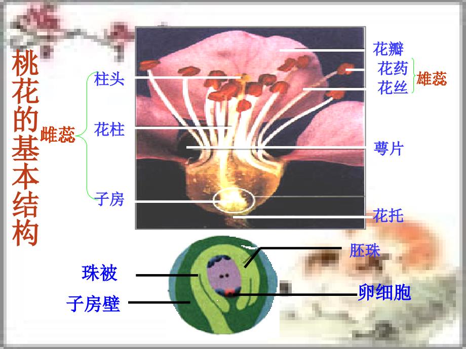 济南版初中生物八年级上册《绿色开花植物的一生》精品课件_第4页