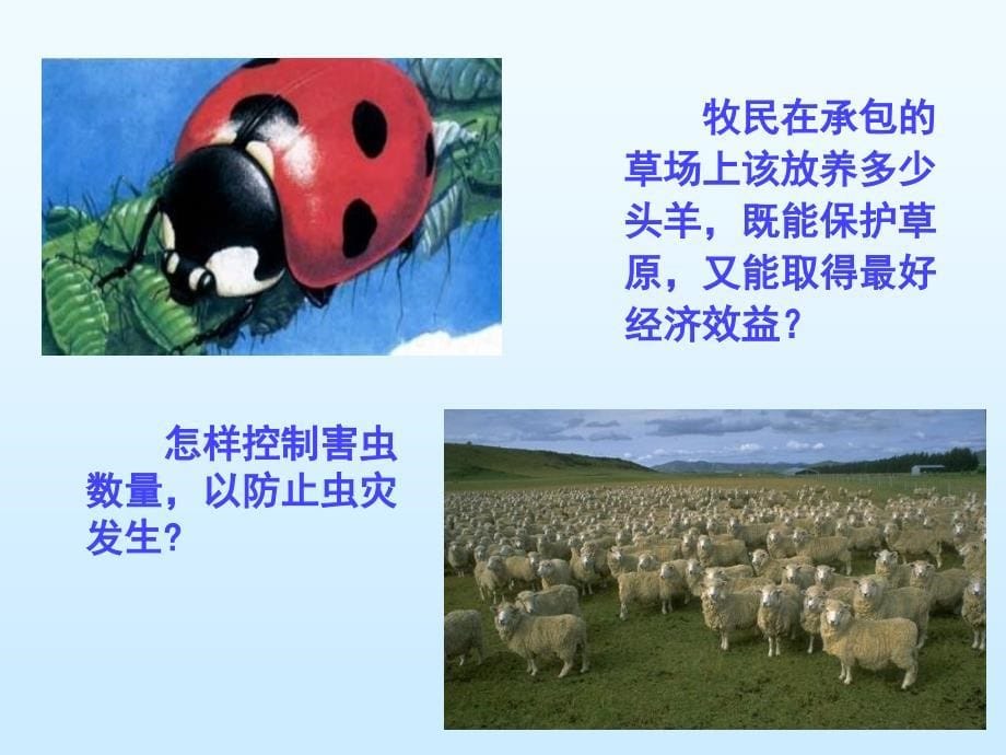 《生物课题种群的特征》PPT课件.ppt_第5页