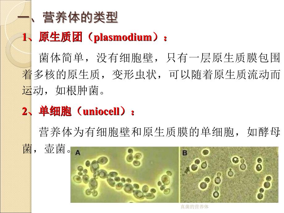 真菌的营养体课件_第2页