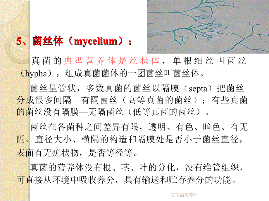 真菌的营养体课件_第4页