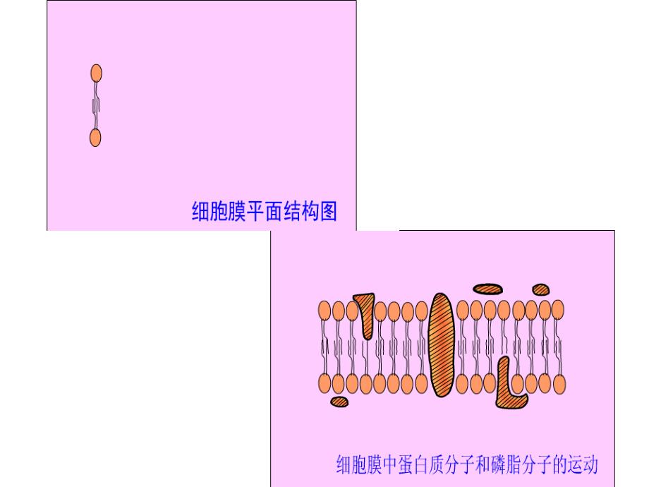 Swxgk-B1Z2细胞的结构.ppt_第4页