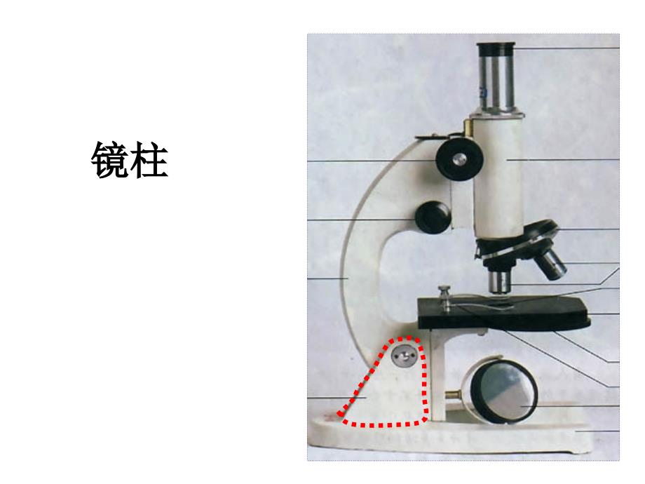 12显微镜的使用方法_第3页