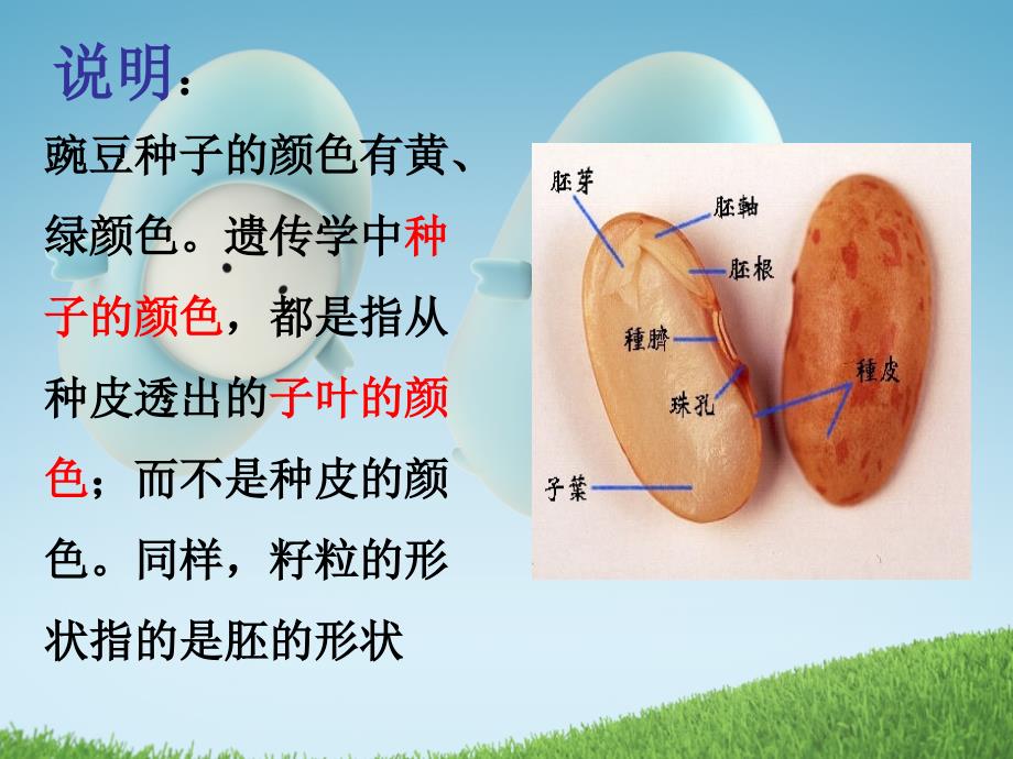 董志敏《基因自由组合定_第4页