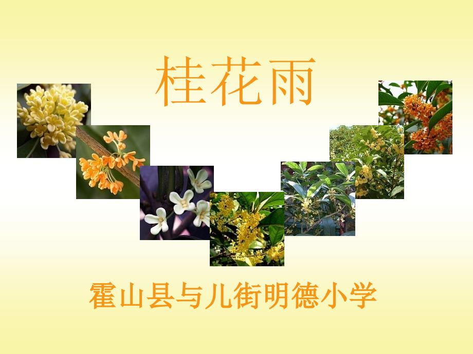 苏教版四年级语文2、《桂花雨》.ppt_第1页