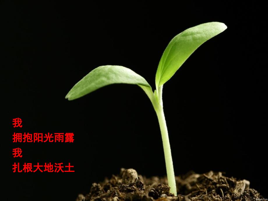 《绪论植物细胞结构》PPT课件_第3页