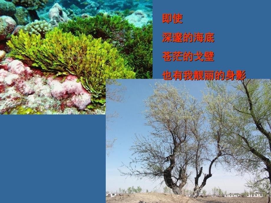 《绪论植物细胞结构》PPT课件_第5页