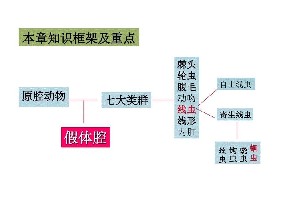 7原腔动物课件1_第5页