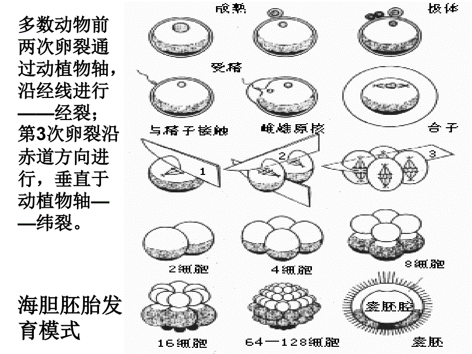 第四章-卵裂与囊胚ppt课件_第3页