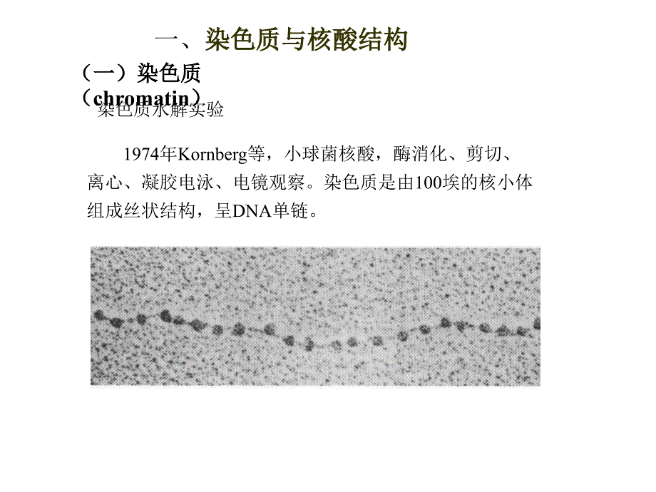 遗传的分子基础3中讲_第3页