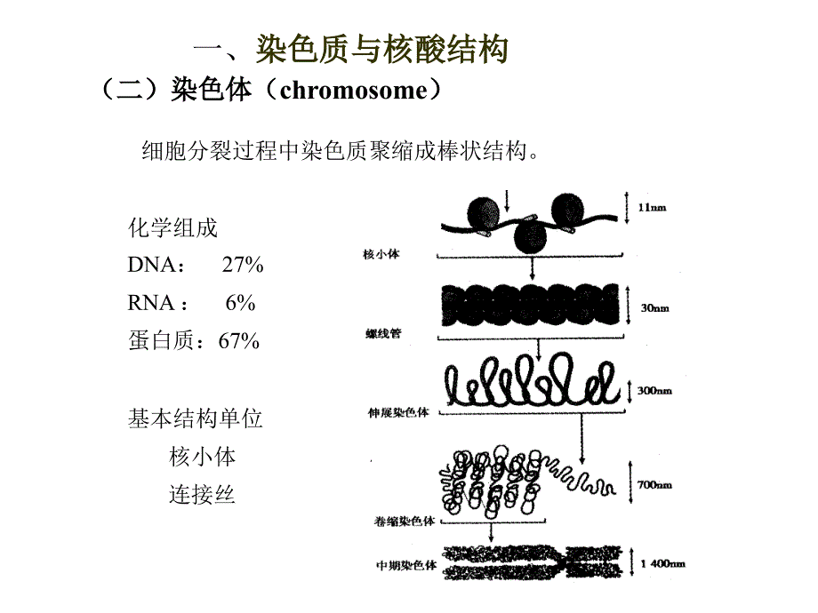 遗传的分子基础3中讲_第4页