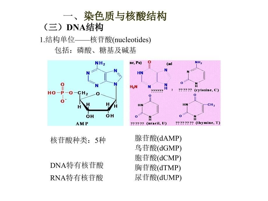 遗传的分子基础3中讲_第5页