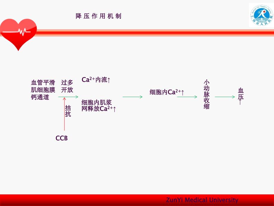 CCB类降压药ppt课件_第3页