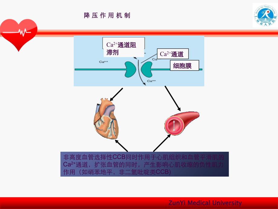 CCB类降压药ppt课件_第4页