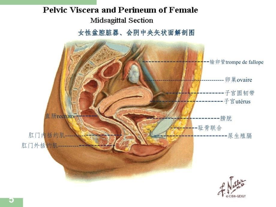 盆底功能障碍性疾病课堂PPT_第5页