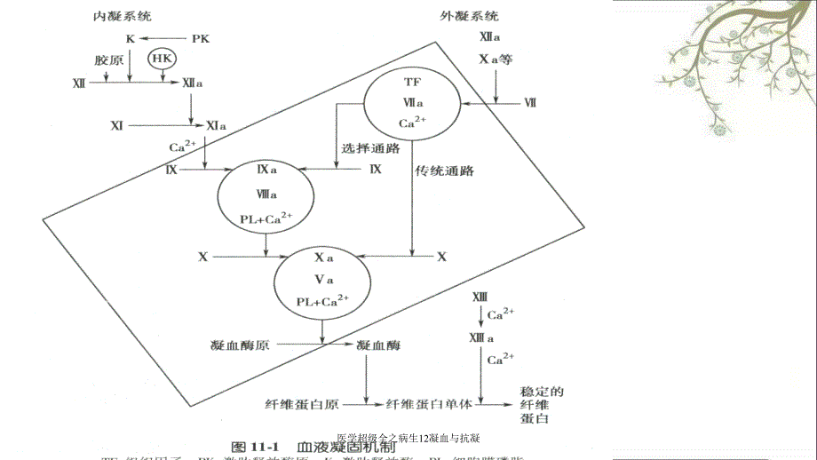 医学超级全之病生12凝血与抗凝_第4页