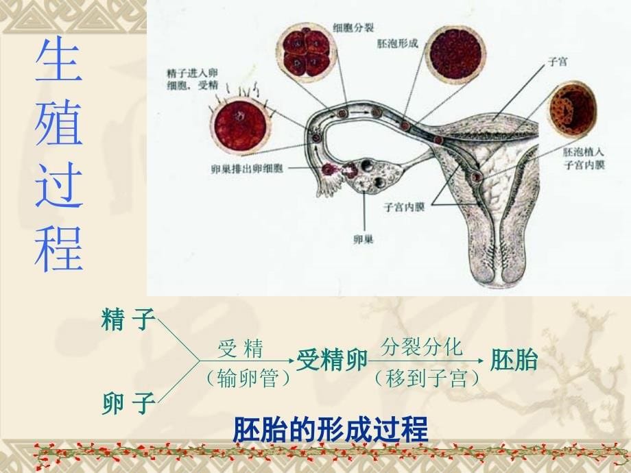 七年级下生物总复习课件_第5页