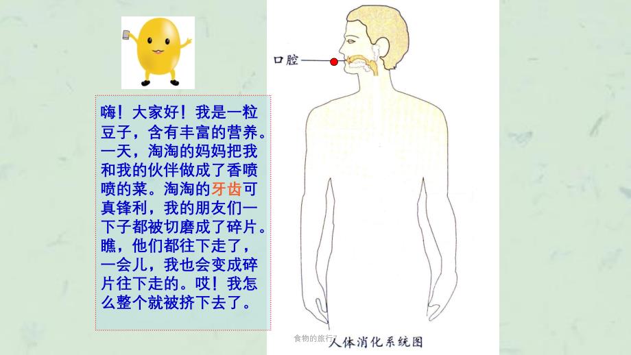 食物的旅行7课件_第4页