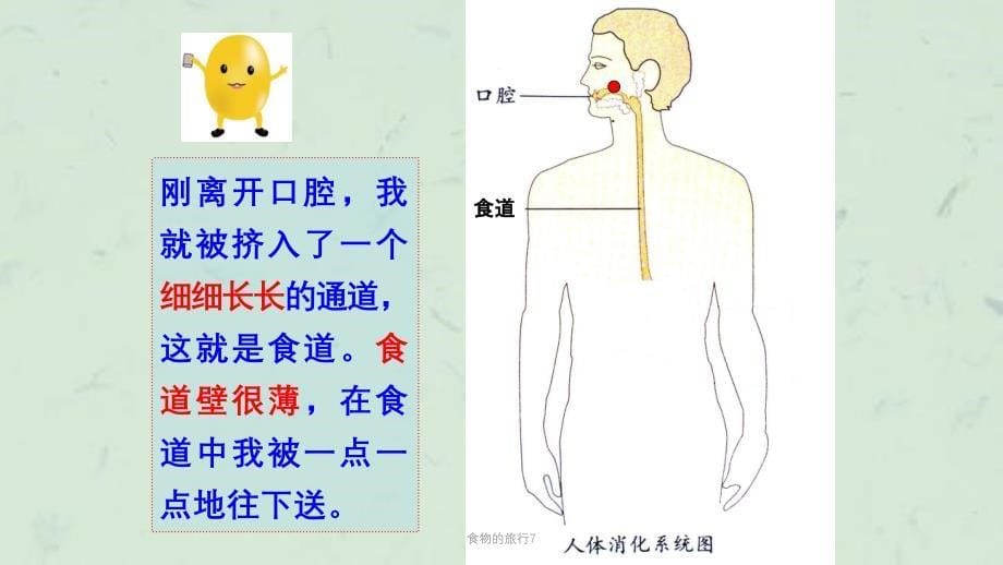 食物的旅行7课件_第5页