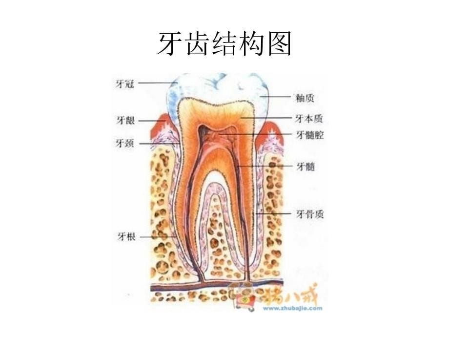 我的牙齿白又白_第5页