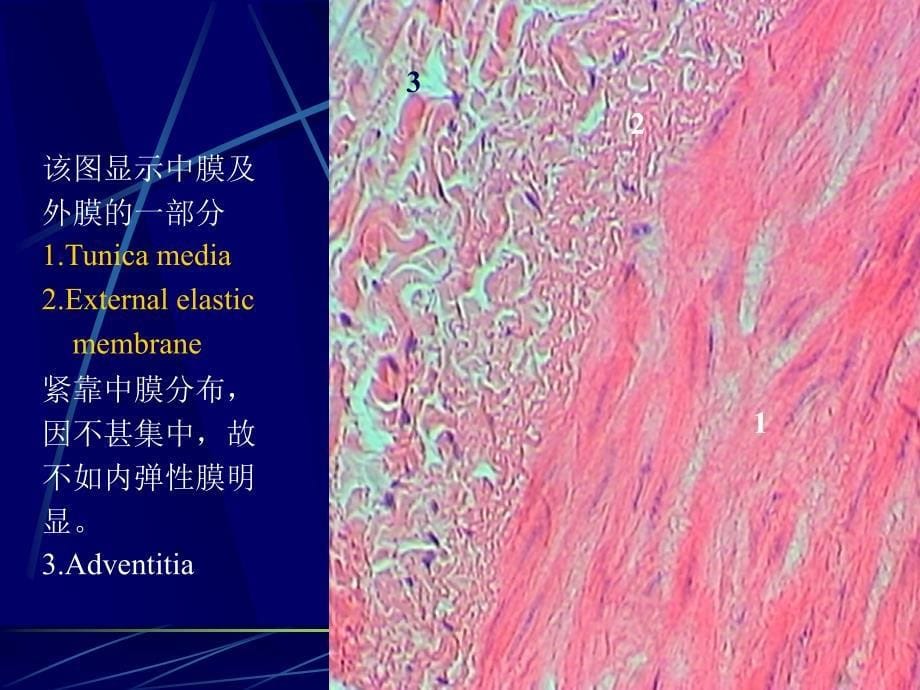 组织学与胚胎学实验：循环系统组胚实验_第5页