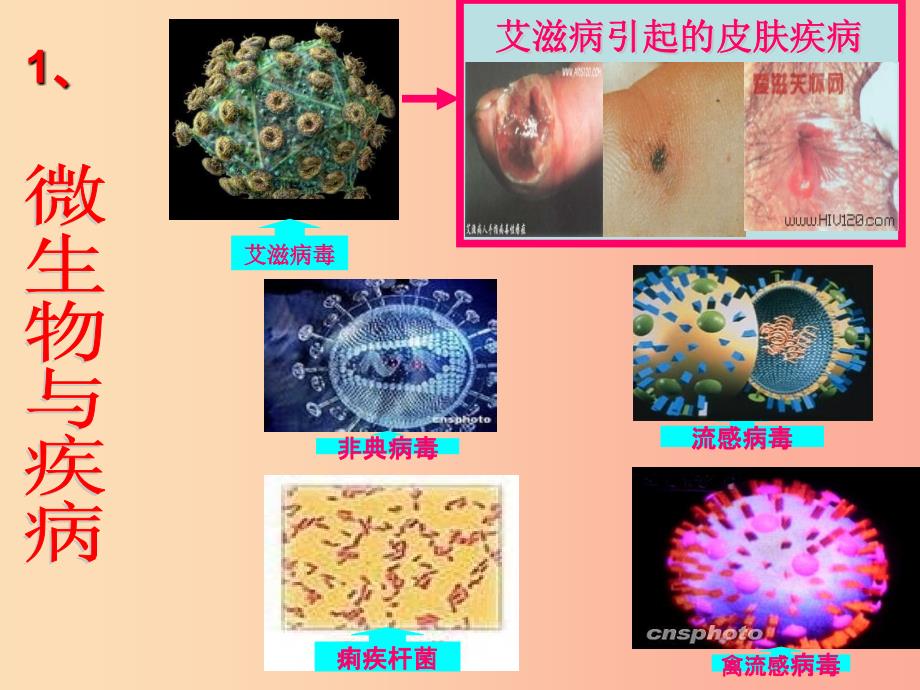 八年级生物上册18.2微生物与人类的关系课件3新版北师大版.ppt_第3页