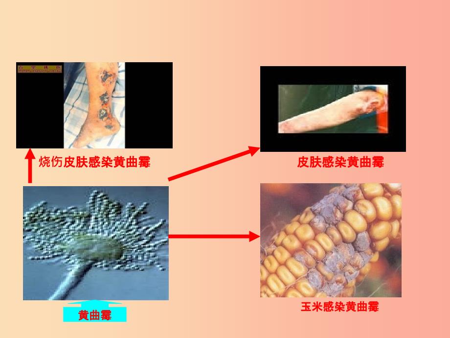 八年级生物上册18.2微生物与人类的关系课件3新版北师大版.ppt_第4页