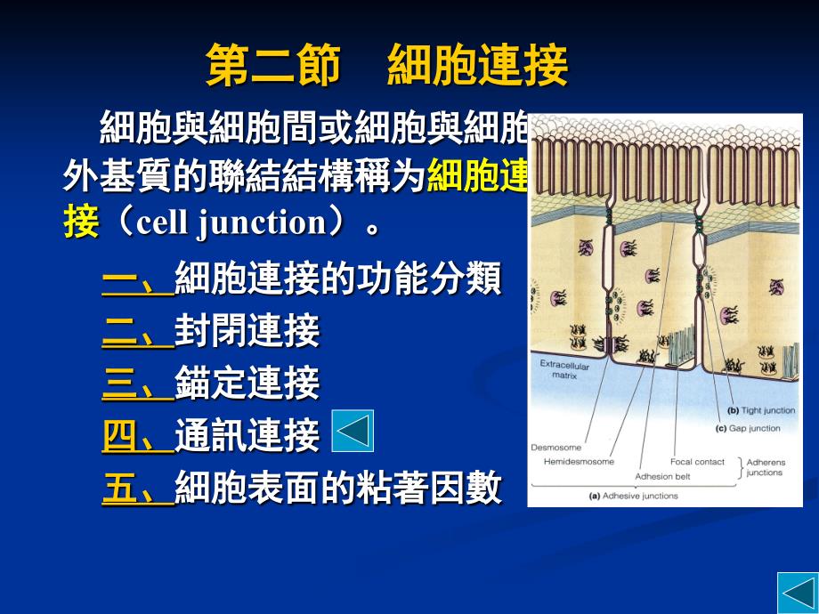 分细生CH7第四章细胞膜与细胞表面_第3页