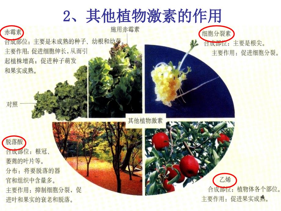 其他植物激素_第4页