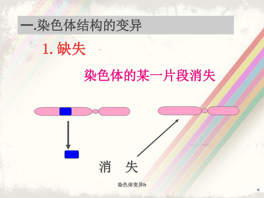 染色体变异h课件_第3页