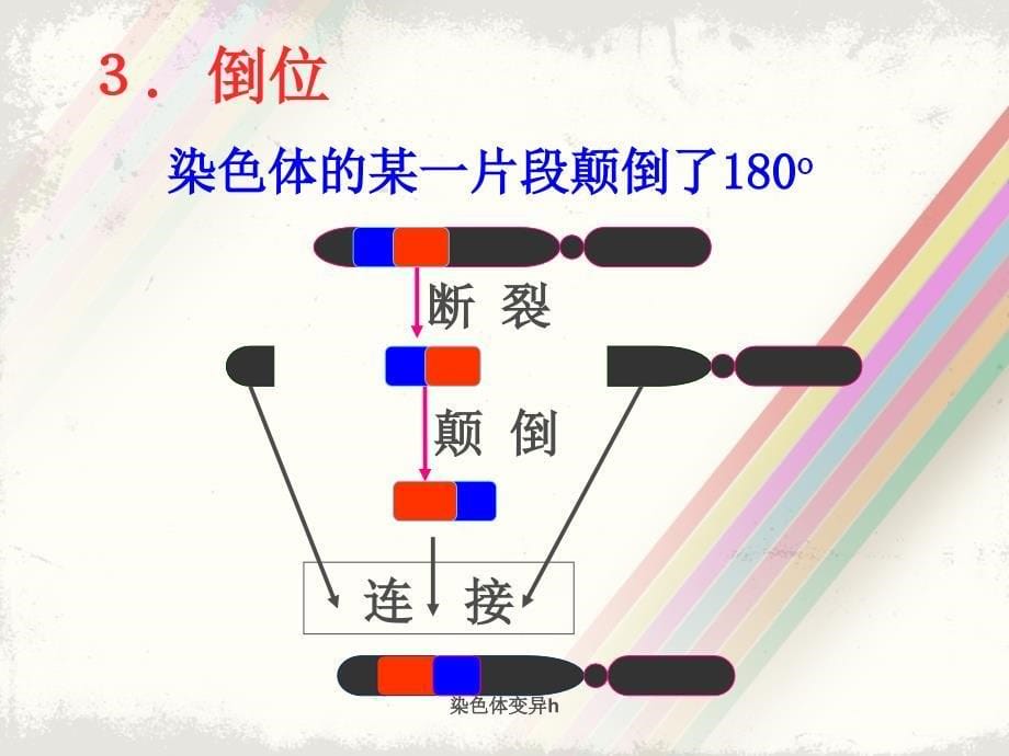 染色体变异h课件_第5页