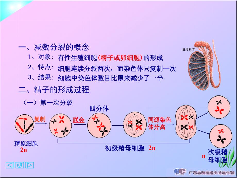 第一节减数分裂和受精作用_第3页