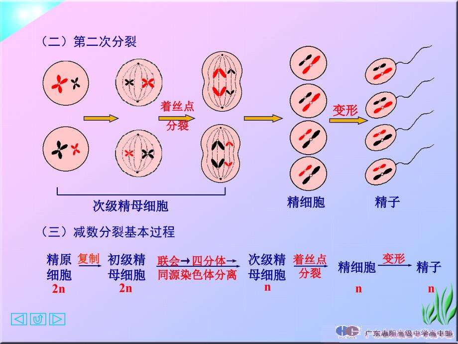 第一节减数分裂和受精作用_第4页