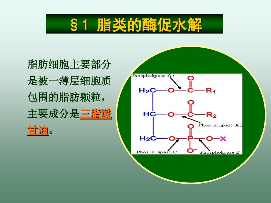 生物化学第九章脂代谢_第3页