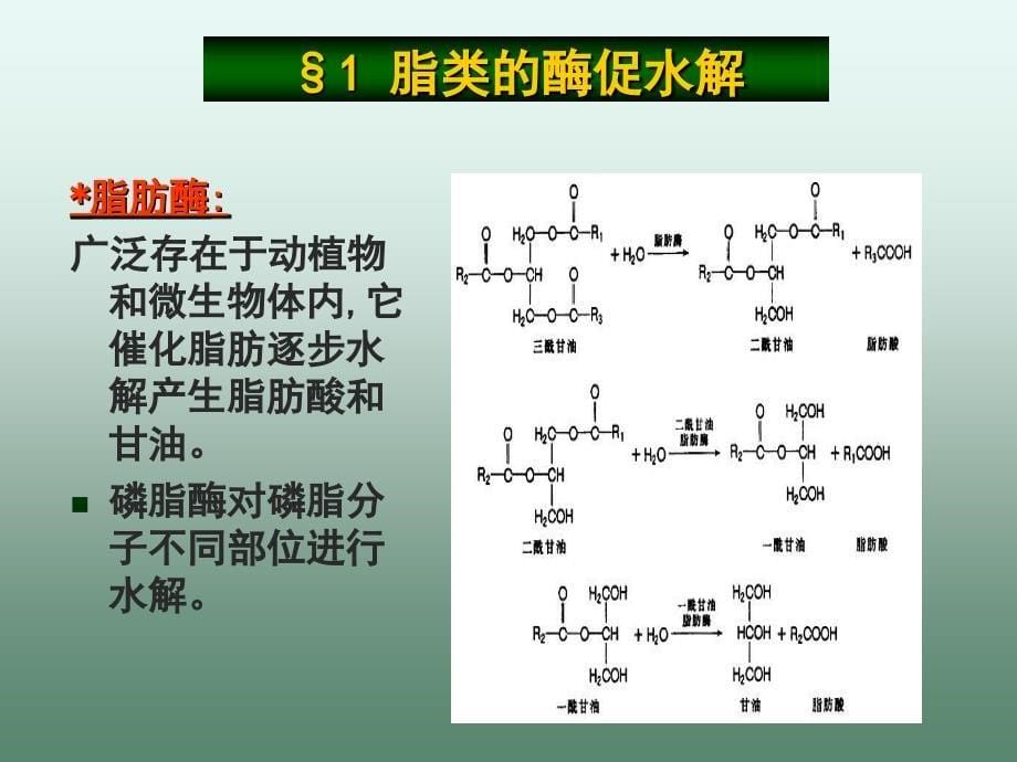 生物化学第九章脂代谢_第5页