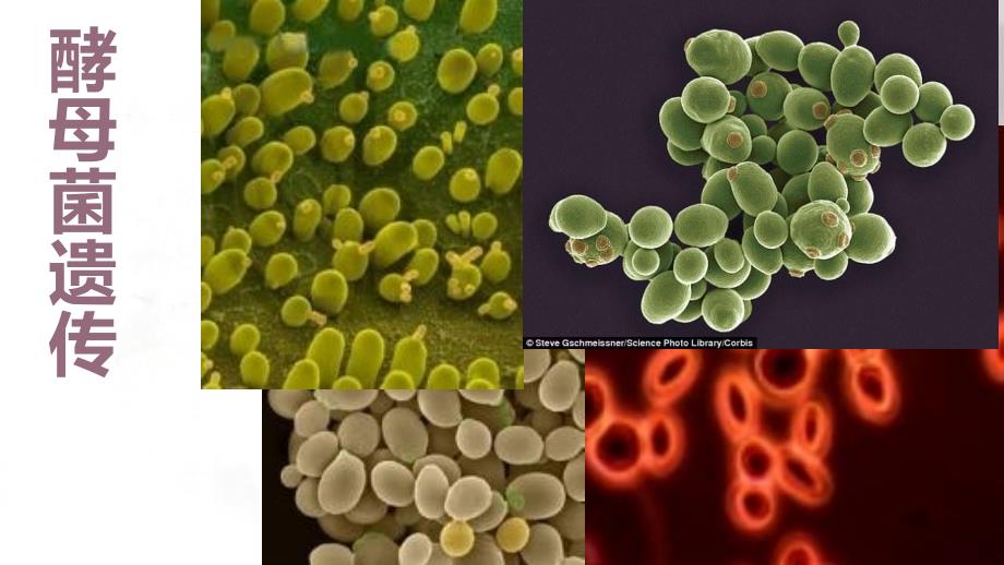 酵母菌遗传课件_第1页